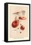 Russula Emetila-William Hamilton Gibson-Framed Stretched Canvas