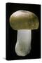 Russula Mustelina (Russet Brittlegill)-Paul Starosta-Stretched Canvas