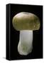 Russula Mustelina (Russet Brittlegill)-Paul Starosta-Framed Stretched Canvas