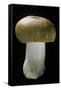 Russula Mustelina (Russet Brittlegill)-Paul Starosta-Framed Stretched Canvas