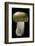 Russula Mustelina (Russet Brittlegill)-Paul Starosta-Framed Photographic Print