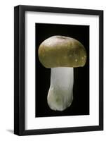 Russula Mustelina (Russet Brittlegill)-Paul Starosta-Framed Photographic Print