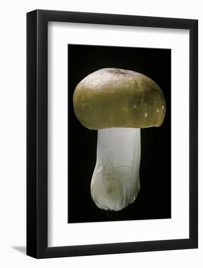 Russula Mustelina (Russet Brittlegill)-Paul Starosta-Framed Photographic Print