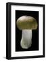 Russula Mustelina (Russet Brittlegill)-Paul Starosta-Framed Photographic Print