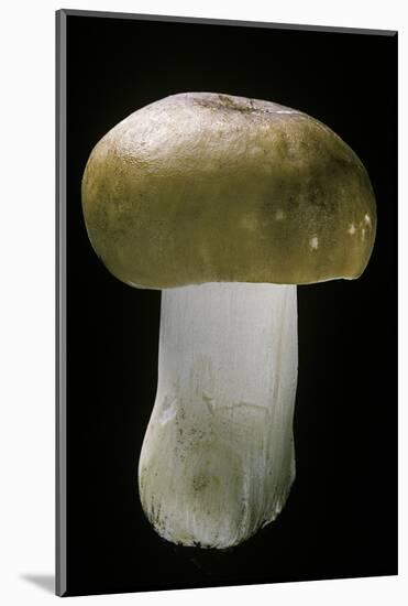 Russula Mustelina (Russet Brittlegill)-Paul Starosta-Mounted Photographic Print