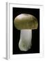 Russula Mustelina (Russet Brittlegill)-Paul Starosta-Framed Photographic Print