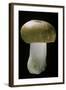 Russula Mustelina (Russet Brittlegill)-Paul Starosta-Framed Photographic Print