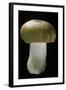 Russula Mustelina (Russet Brittlegill)-Paul Starosta-Framed Photographic Print