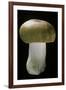 Russula Mustelina (Russet Brittlegill)-Paul Starosta-Framed Photographic Print