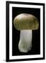 Russula Mustelina (Russet Brittlegill)-Paul Starosta-Framed Photographic Print