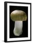 Russula Mustelina (Russet Brittlegill)-Paul Starosta-Framed Photographic Print