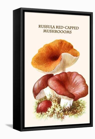 Russula Red-Capped Mushroooms-Edmund Michael-Framed Stretched Canvas