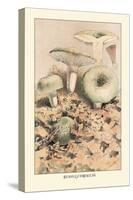 Russula Virescens-William Hamilton Gibson-Stretched Canvas