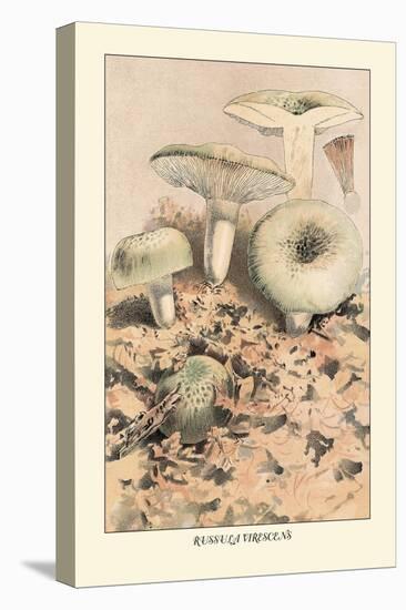 Russula Virescens-William Hamilton Gibson-Stretched Canvas