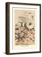 Russula Virescens-William Hamilton Gibson-Framed Art Print