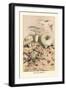 Russula Virescens-William Hamilton Gibson-Framed Art Print