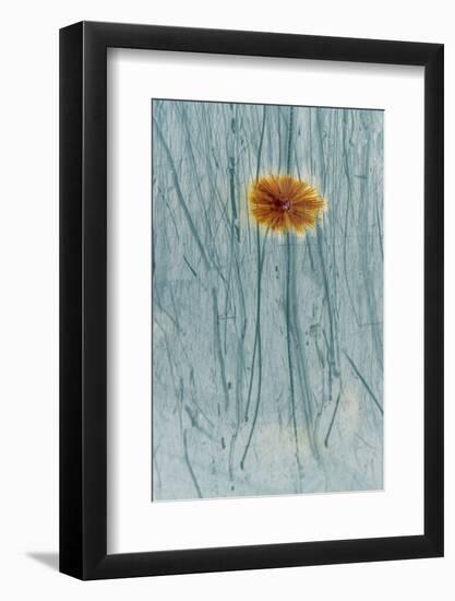 Rust and scratches on metal look like a flower.-Art Wolfe-Framed Photographic Print