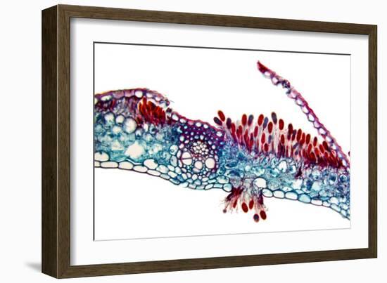 Rust Fungus In a Leaf, Light Micrograph-Dr. Keith Wheeler-Framed Photographic Print