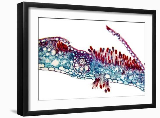 Rust Fungus In a Leaf, Light Micrograph-Dr. Keith Wheeler-Framed Photographic Print