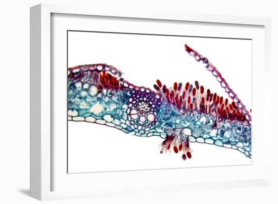 Rust Fungus In a Leaf, Light Micrograph-Dr. Keith Wheeler-Framed Photographic Print