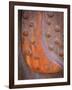 Rusted Rivets-Don Paulson-Framed Giclee Print