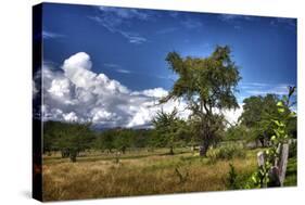 Rustic Afternoon Field-Nish Nalbandian-Stretched Canvas