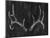 Rustic Antlers II-Ethan Harper-Mounted Art Print