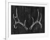 Rustic Antlers II-Ethan Harper-Framed Art Print