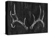 Rustic Antlers II-Ethan Harper-Stretched Canvas