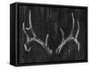 Rustic Antlers II-Ethan Harper-Framed Stretched Canvas