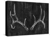 Rustic Antlers II-Ethan Harper-Stretched Canvas