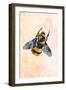 Rustic bee-Sarah Manovski-Framed Giclee Print