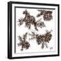 Rustic Birch Trail Accent II-Gina Ritter-Framed Art Print