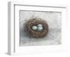 Rustic Bird Nest I-Ethan Harper-Framed Art Print