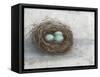 Rustic Bird Nest I-Ethan Harper-Framed Stretched Canvas