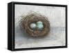 Rustic Bird Nest I-Ethan Harper-Framed Stretched Canvas