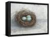 Rustic Bird Nest I-Ethan Harper-Framed Stretched Canvas