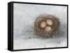 Rustic Bird Nest II-Ethan Harper-Framed Stretched Canvas