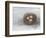 Rustic Bird Nest II-Ethan Harper-Framed Art Print