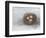 Rustic Bird Nest II-Ethan Harper-Framed Art Print