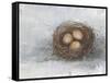 Rustic Bird Nest II-Ethan Harper-Framed Stretched Canvas