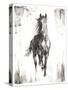 Rustic Black Stallion I-null-Stretched Canvas