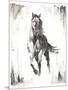 Rustic Black Stallion II-null-Mounted Art Print