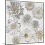 Rustic Blooms-Collezione Botanica-Mounted Giclee Print