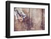 Rustic Country Background-manera-Framed Photographic Print