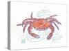 Rustic Crab-Sudi Mccollum-Stretched Canvas