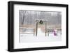 Rustic fence and arbor with holiday wreath and purple wheelbarrow near prairie in winter, Illinois-Richard & Susan Day-Framed Photographic Print