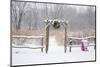 Rustic fence and arbor with holiday wreath and purple wheelbarrow near prairie in winter, Illinois-Richard & Susan Day-Mounted Photographic Print