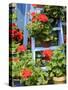 Rustic Garden Geranium Feature, Geranium Plants in Full Bloom on Blue Painted Wooden Stepladder, UK-Gary Smith-Stretched Canvas