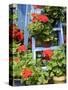 Rustic Garden Geranium Feature, Geranium Plants in Full Bloom on Blue Painted Wooden Stepladder, UK-Gary Smith-Stretched Canvas